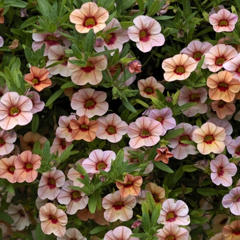 Calibrachoa 'Peach' PPAF