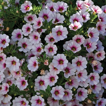 Calibrachoa 'White w/Rose Vein' PPAF