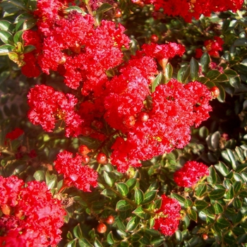 Lagerstroemia 'Gamad II' PP17216