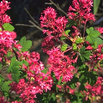 Ribes sanguineum 'King Edward VII' 