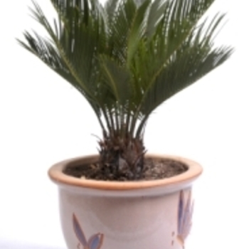 Cycas circinalis