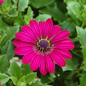 Osteospermum 'Deep Purple' 