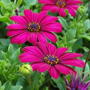 Osteospermum Tradewinds® 'Deep Purple' (040741)