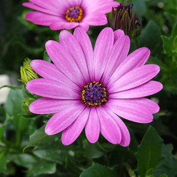 Osteospermum 'Light Purple' 