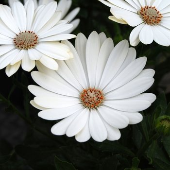 Osteospermum 'Pearl White' 