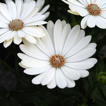 Osteospermum Tradewinds® 'Pearl White'