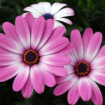 Osteospermum 'Pink' 