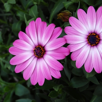 Osteospermum 'Purple Bicolor' 