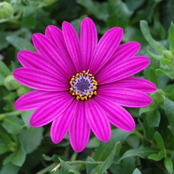 Osteospermum 'Trailing Deep Purple' 