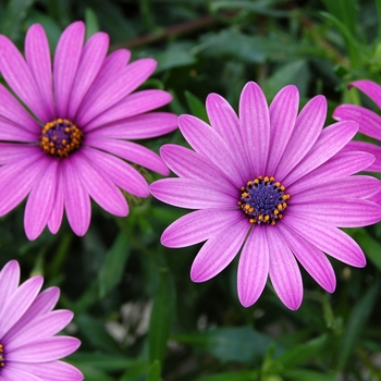 Osteospermum Tradewinds® 'Trailing Light Purple'