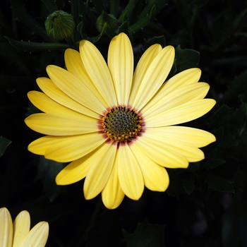 Osteospermum 'Yellow Bicolor' 