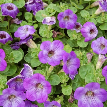 Petunia 'Atomic Blue' 