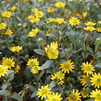 Sanvitalia 'Cuzco® Yellow' 