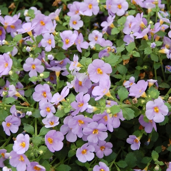 Sutera cordata 'Jumbo Deep Lavender' 