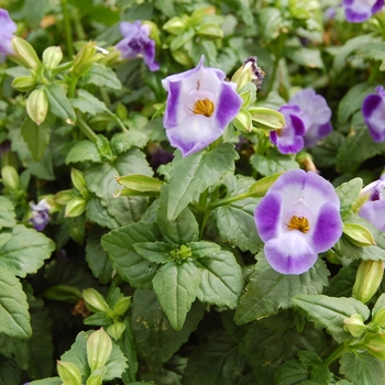 Torenia fournieri 'Torrie™ Blue'