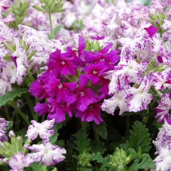 Verbena Lanai® Purple Mosaic