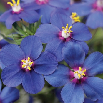 Anagallis 'Blue' 