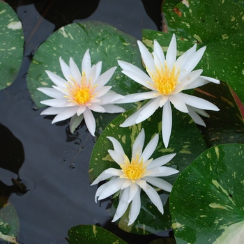 Nymphaea 'Arc-en-ciel'