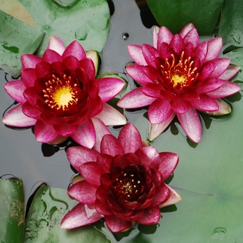 Nymphaea 'Almost Black'