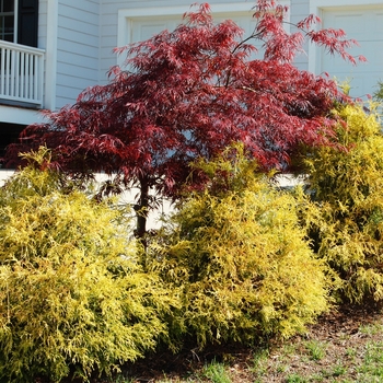 Chamaecyparis pisifera 'Golden Mop' 