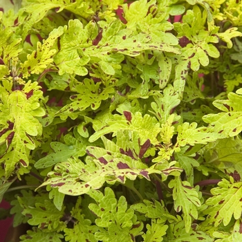 Coleus 'Quarterback' 