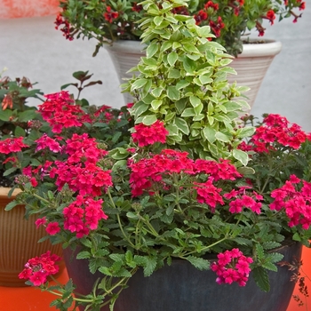 Verbena Tukana® Raspberry