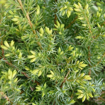 Juniperus communis depressa 'Blueberry Delight®'