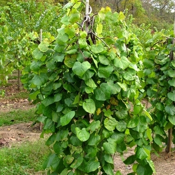 Cercis canadensis 'Covey' PP10328