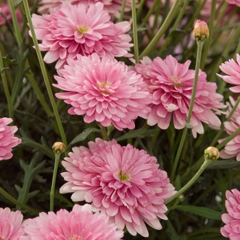 Argyranthemum frutescens 'Rose' 