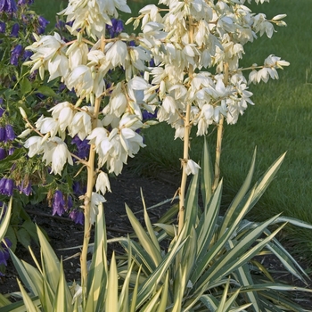 Yucca filamentosa 'Color Guard'