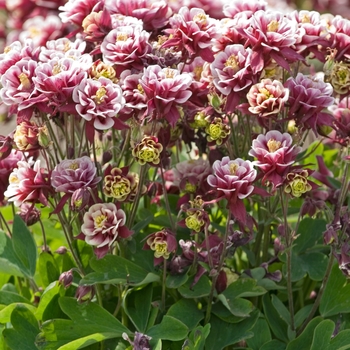Aquilegia vulgaris 'Winky Double Red & White' (040919)