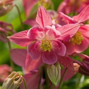 Aquilegia vulgaris Winky 'Pink & White'