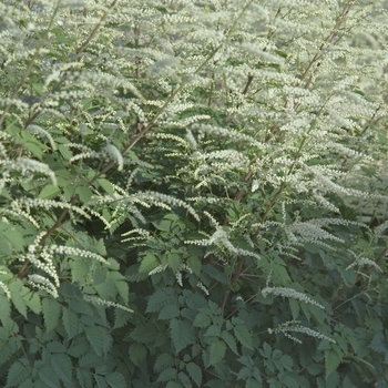 Aruncus 'Misty Lace' 