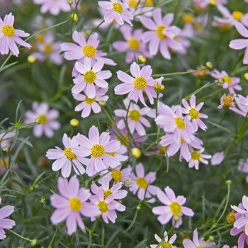 Coreopsis rosea 'American Dream' 