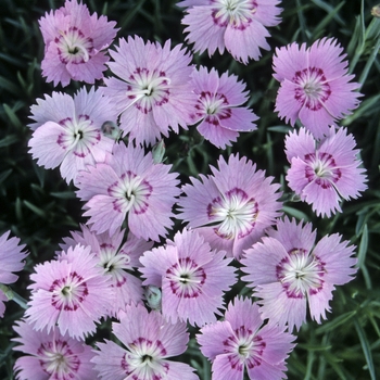 Dianthus gratianopolitanus 'Bewitched' 13159