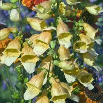 Digitalis 'Spice Island' 17849