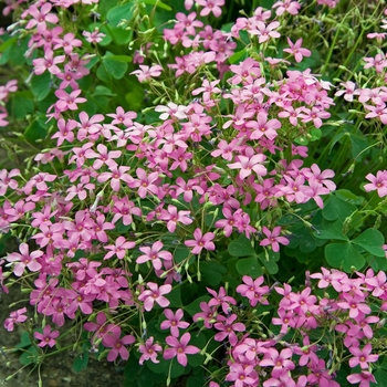 Oxalis rosea 