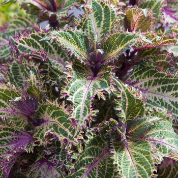 Coleus 'Radical Raspberry' 