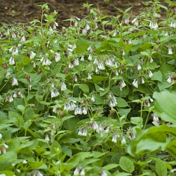 Symphytum grandiflorum