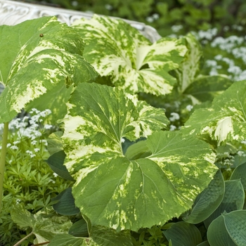 Petasites japonicus 'Variegata' 