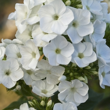 Phlox paniculata 'Junior Fountain' 16,605