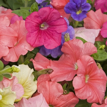 Petunia 'Jelly Bean Mix' 