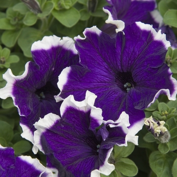 Petunia 'Hulahoop Blue' 