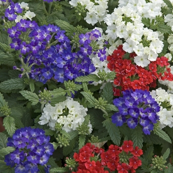 Verbena Quartz 'Patriot Mix'