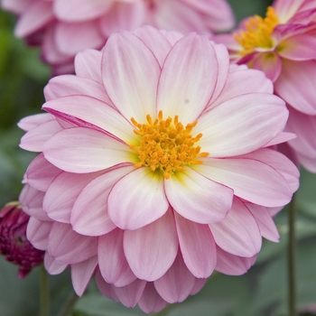 Dahlia 'Gallery Sisley'