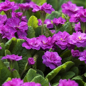 Primula auricula 'Marie Crousse' 