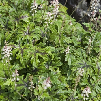 Tiarella 'Black Snowflake'