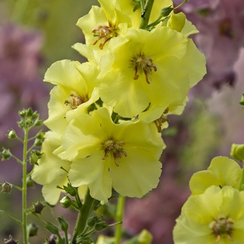 Verbascum 'Sunshine Spires'