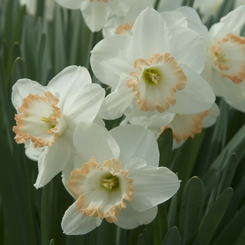 Narcissus 'Roseworthy' 