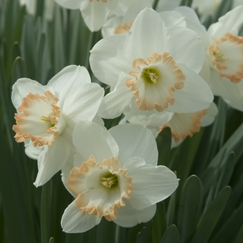 Narcissus 'Roseworthy'